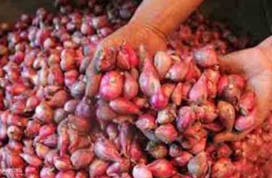 Harga Referensi Tetap, Keran Impor Bawang Ditutup